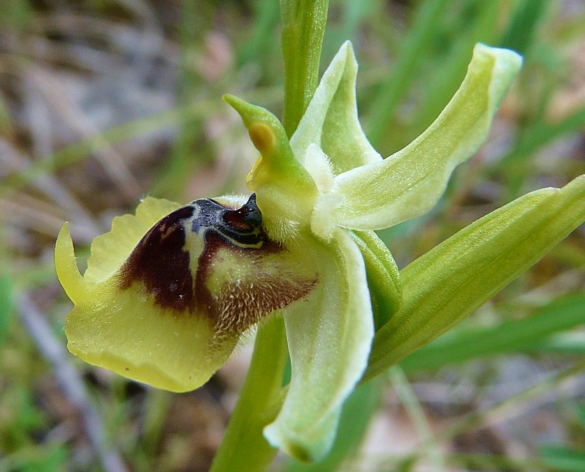 Ophrys lacaitae lojac.